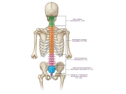 take an X-ray of the spine