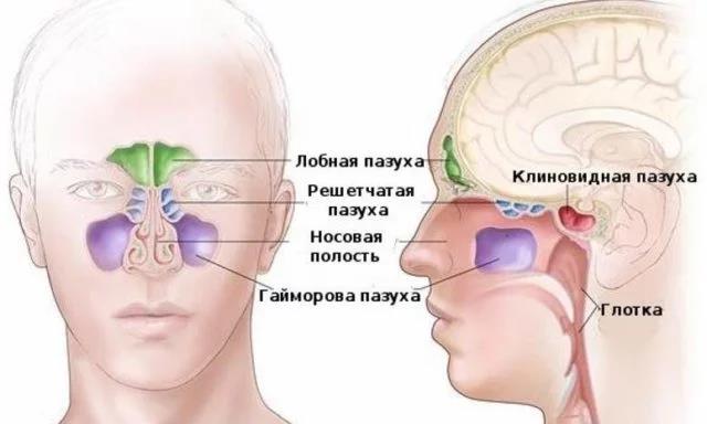 Paranasal sinuses