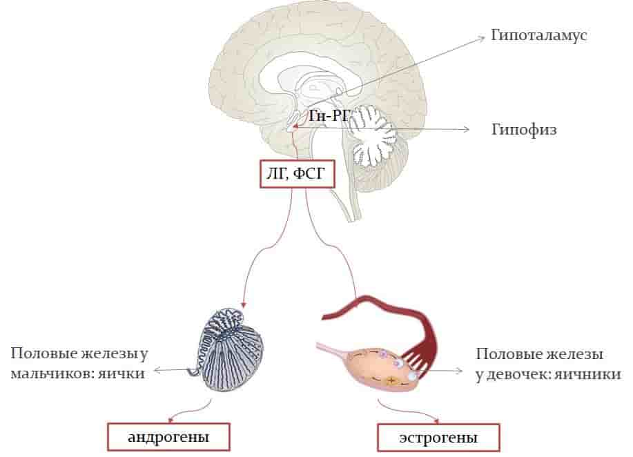 causes of early sexual development in children