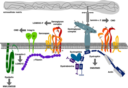 Protein complex associated with dystrophin